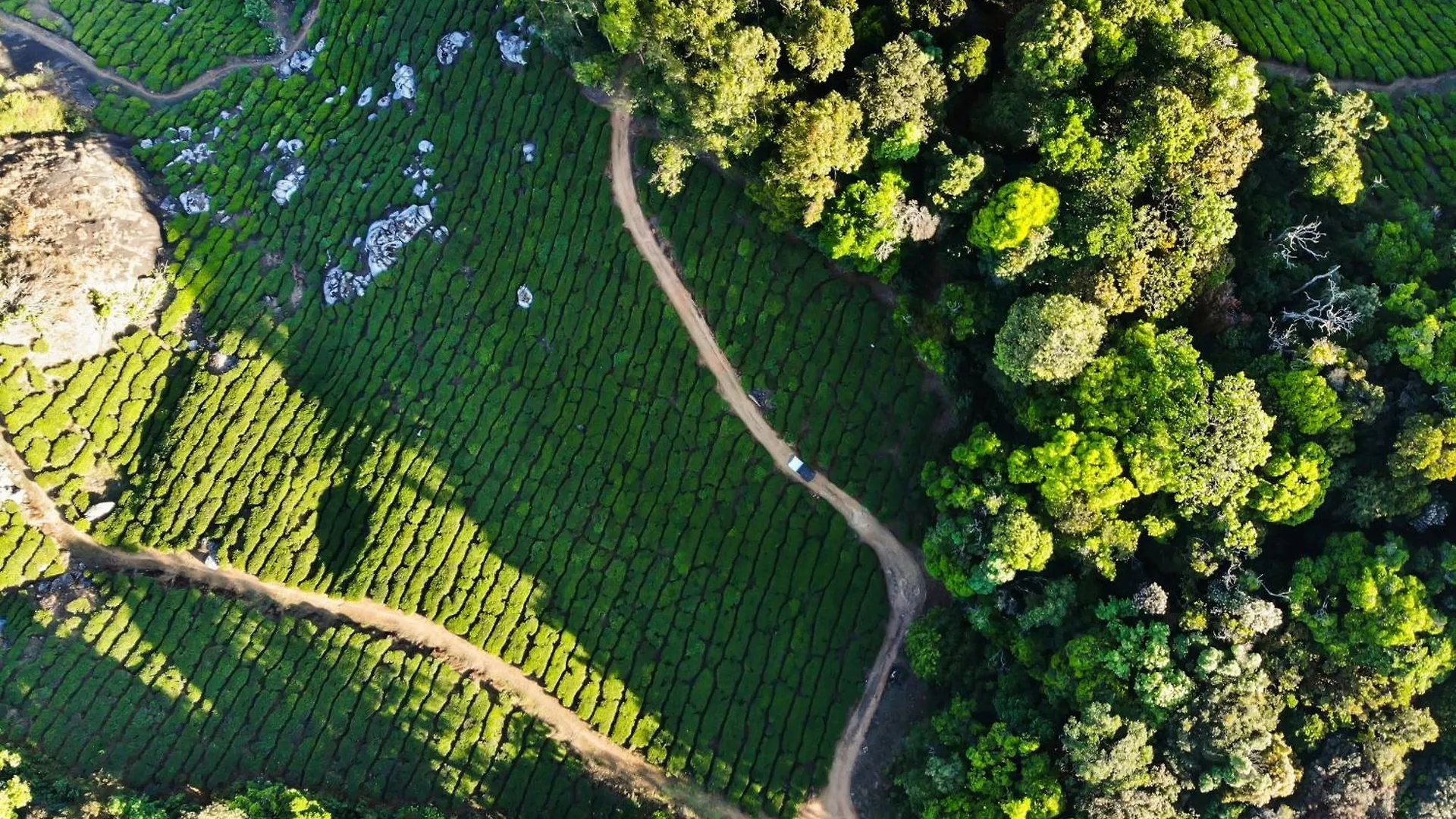 ****  Nature Zone Jungle Resort Munnar Inde
