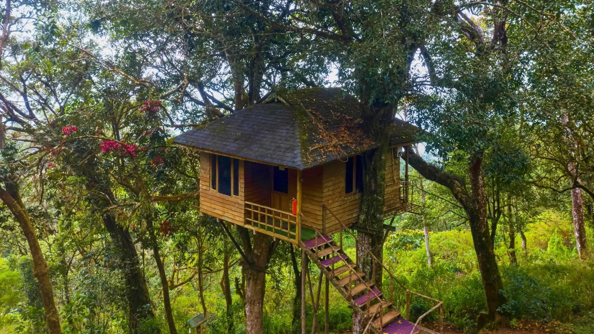Nature Zone Jungle Resort Munnar Inde