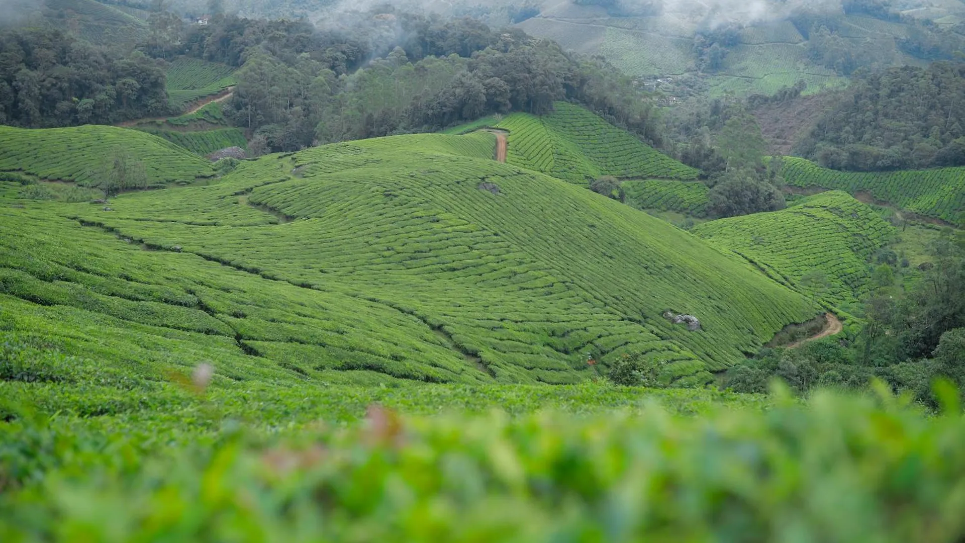 Nature Zone Jungle Resort Munnar