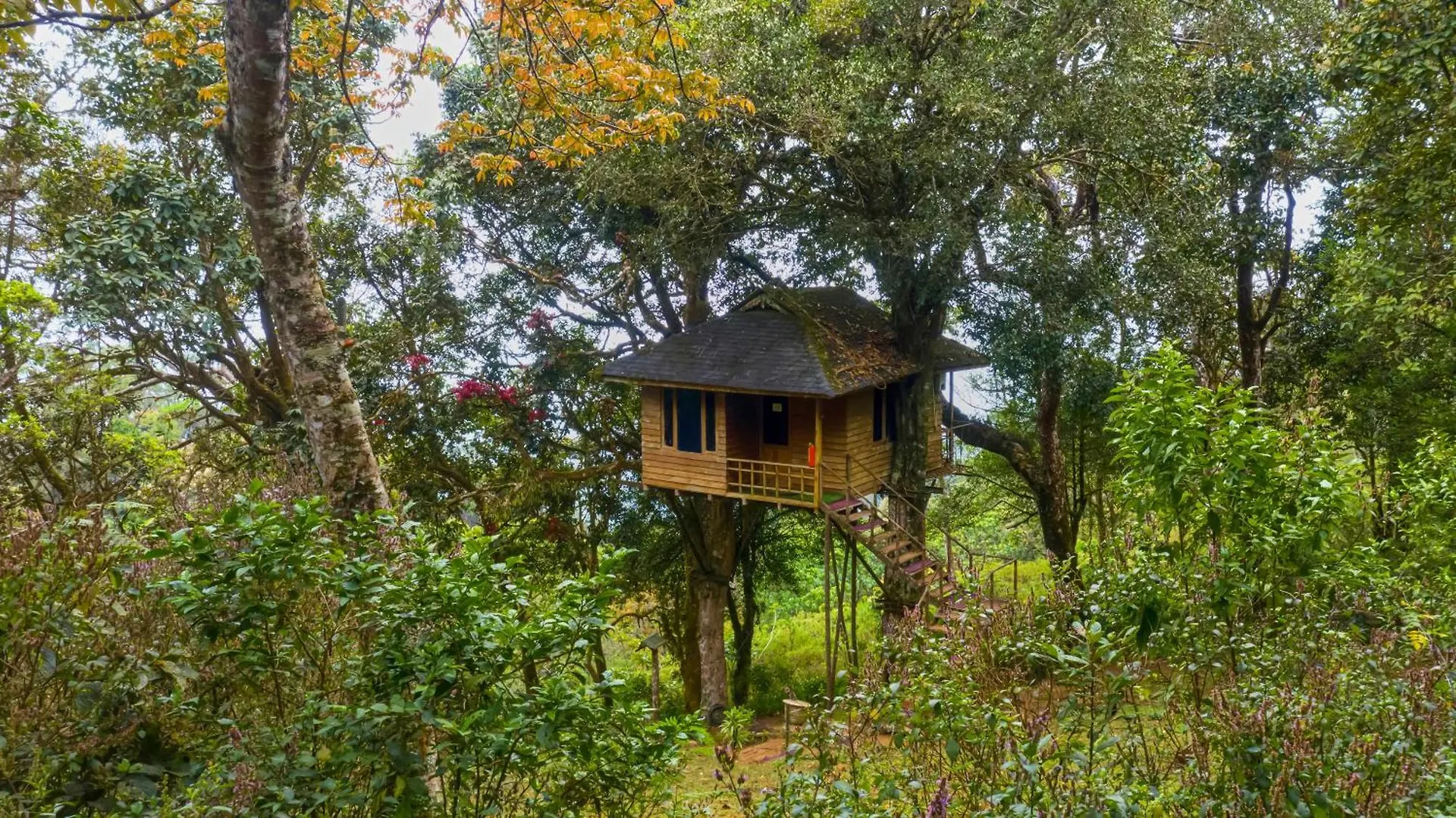 Nature Zone Jungle Resort Munnar